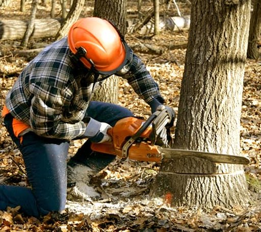 Tree Removal in Allenhurst, GA